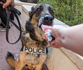 K9 dog being fed a paleta ice cream bar