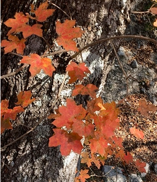 bigtooth maple leaves