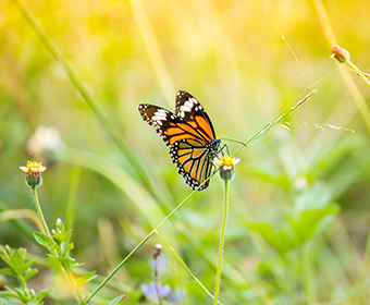 UTSA invited to join Monarch Joint Venture, following recognition of butterfly protection efforts