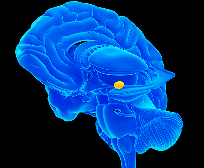 UTSA researchers discover new pathways in brain's amygdala ...