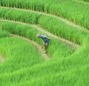 paddy fields in Vietnam