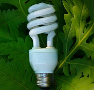 compact fluorescent bulb