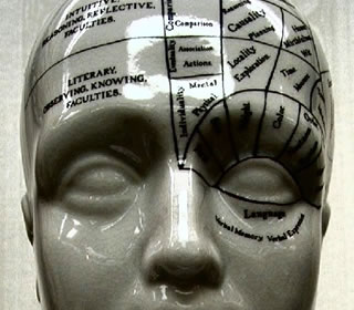 brain