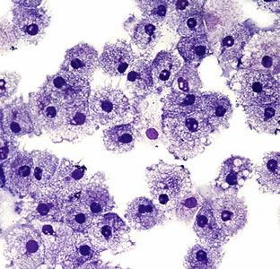 UTSA, UT Health Science Center host San Antonio Stem Cell Conference Oct. 18-20 UTSA, UT Health Science Center host San Antonio Stem Cell Conference Oct. 18-20