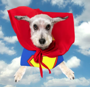 super dog