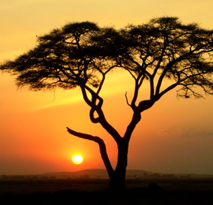 tree in Africa