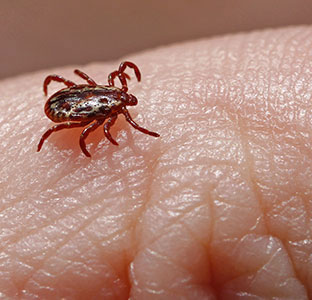 insect on hand