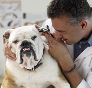 vet and dog