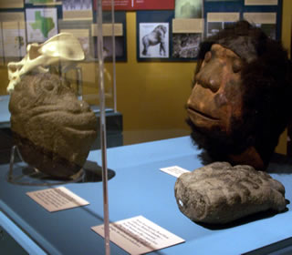 Bigfoot exhibit