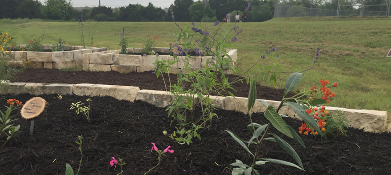 Milkweed growing strong