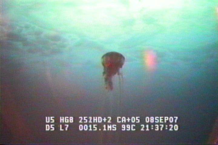 ROV1-070908_25213.jpg