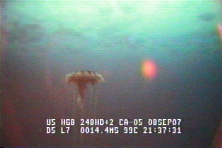 ROV1-070908_25531.jpg