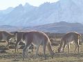 guanacos