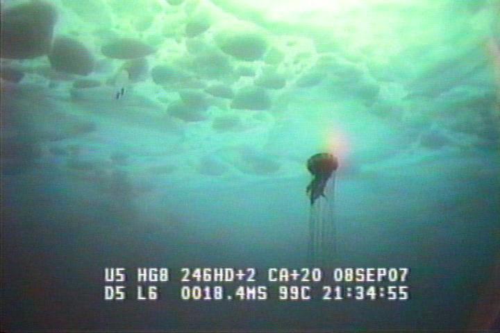 ROV1-070908_20856.jpg