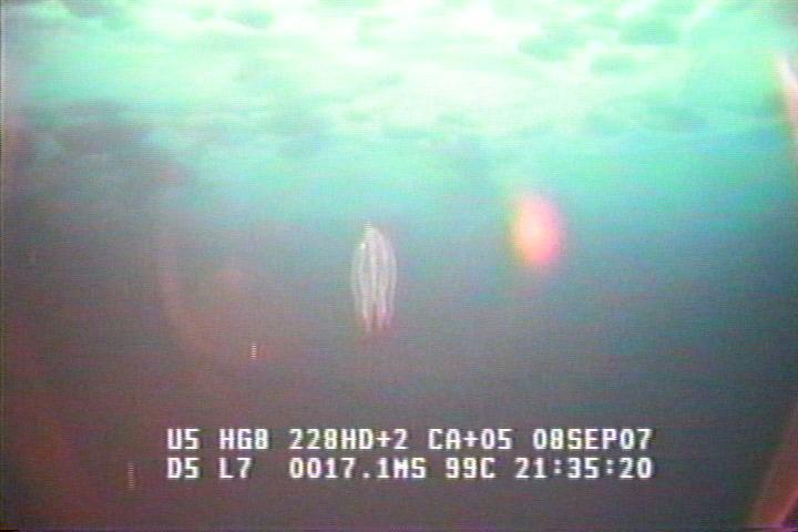 ROV1-070908_21594.jpg