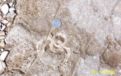 fossil