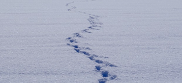footsteps in snow