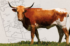 Steer