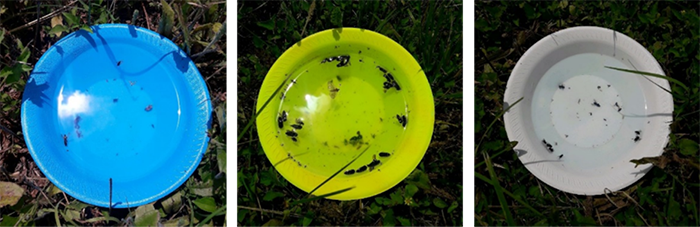 three bee bowls