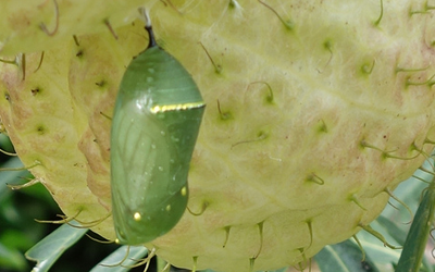 chrysalis