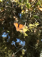 milkweed