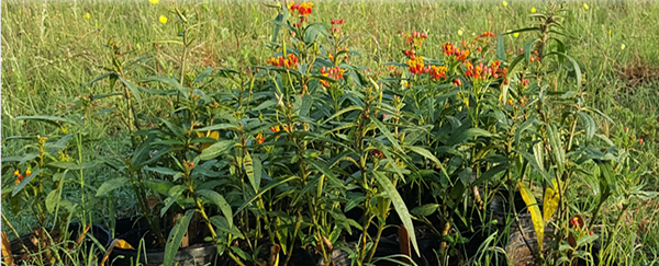 milkweed