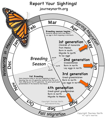 monarch butterfly