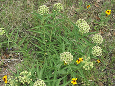 milkweed