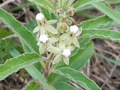 milkweed