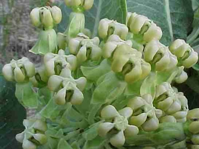 milkweed