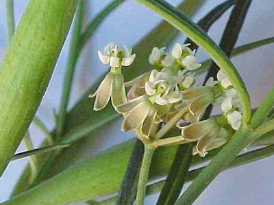 milkweed