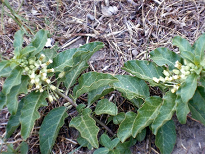 milkweed