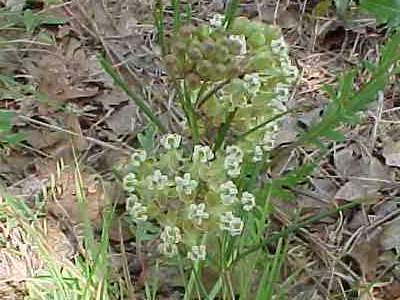 milkweed