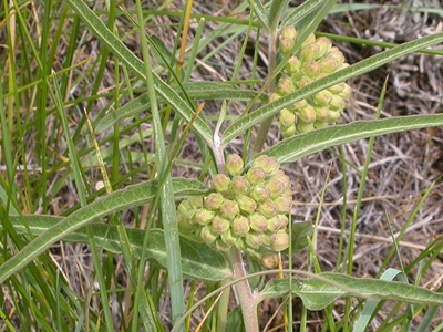 milkweed