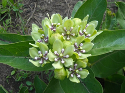 milkweed