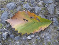 leaf