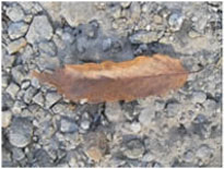 leaf