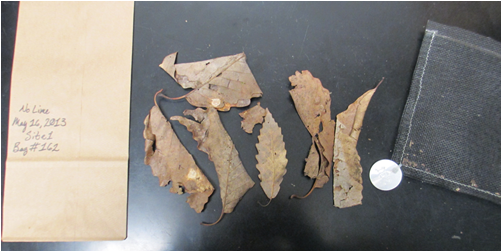 leaves