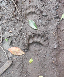 animal tracks