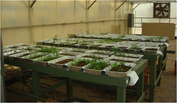 plant trays