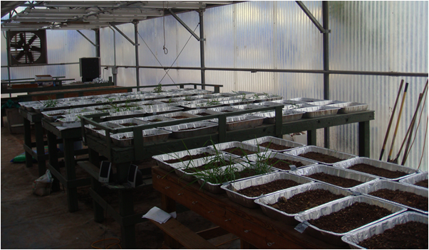 plant trays