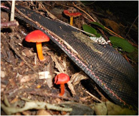 mushrooms