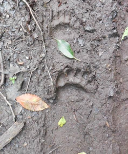 animal tracks