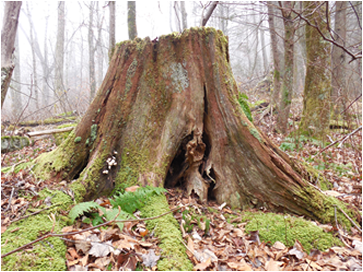 tree stump