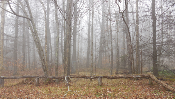 trees