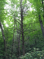 forest