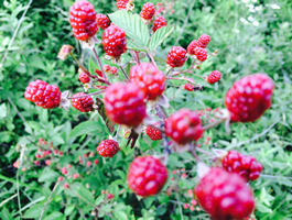 berries
