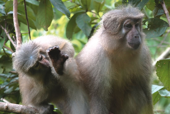 Using Science to Save Endangered Primates in Tanzania ...