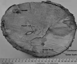 stem with heart rot