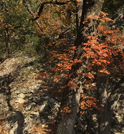 bigtooth maple tree